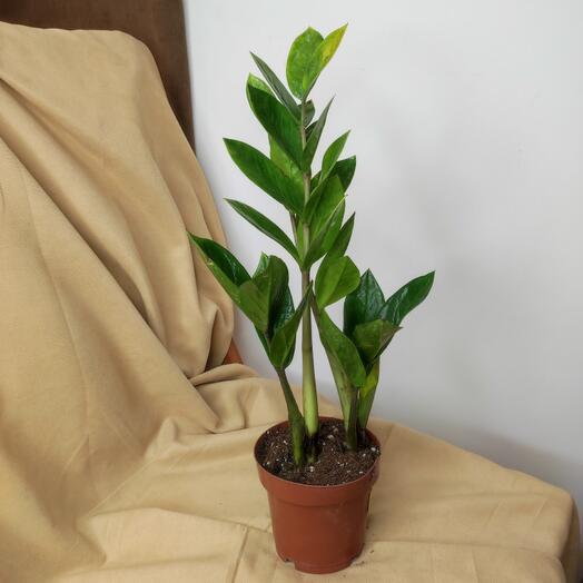 Замиокулькас (Доллоровое дерево)