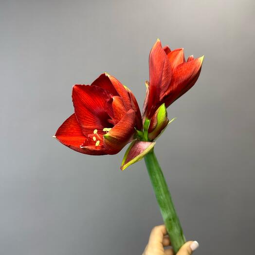 Амариллис красная