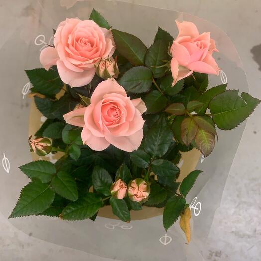 Комнатное растение Роза 🌹