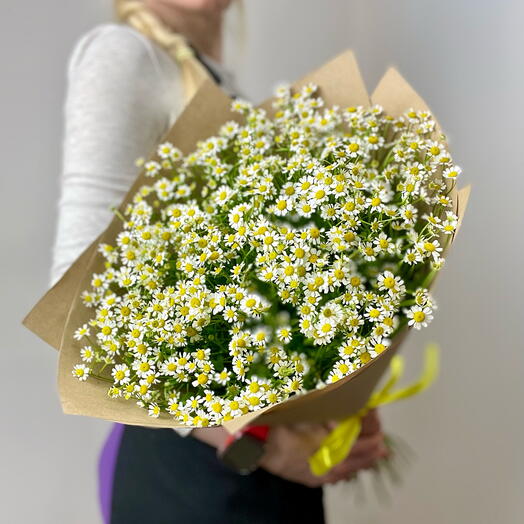Ромашки Голландия
