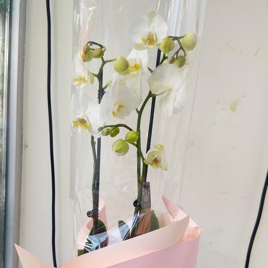 Фаленопсис орхидея4