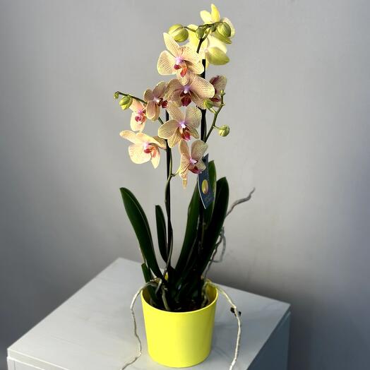 Planta de interior "orquídea"