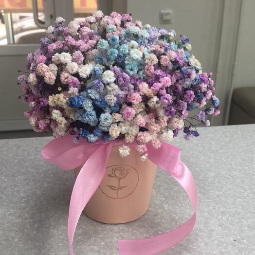 Gypsophila in a box
