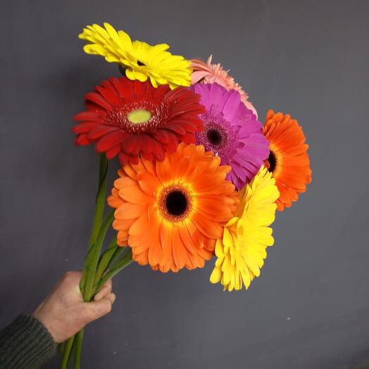 Bouquet of 7 gerberas