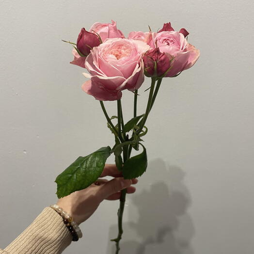 Rózsa cserjés rózsa