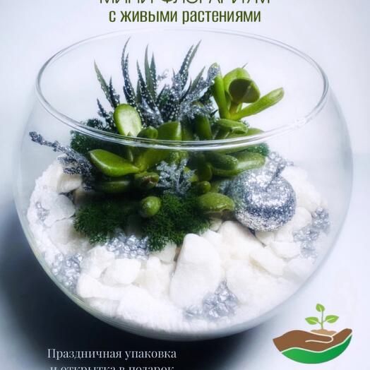 Мини флорариум