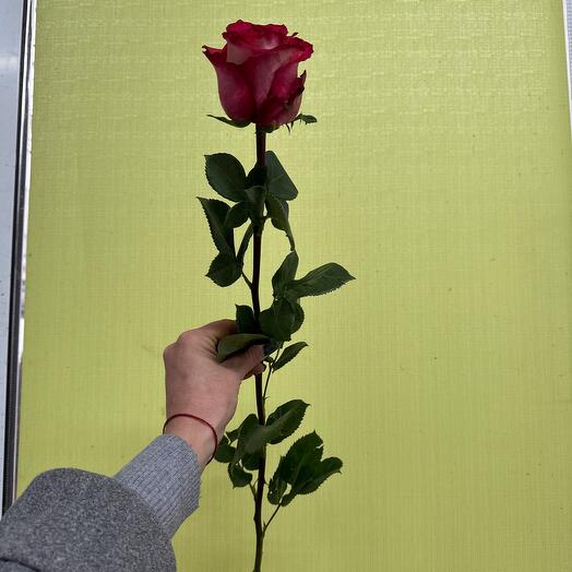 Роза «Игуазу»