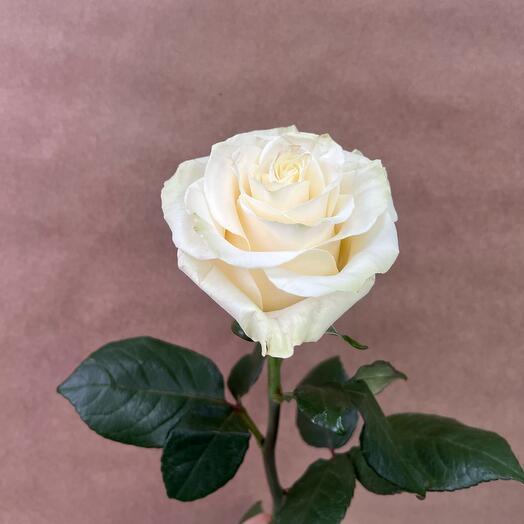 Rosa Mondial