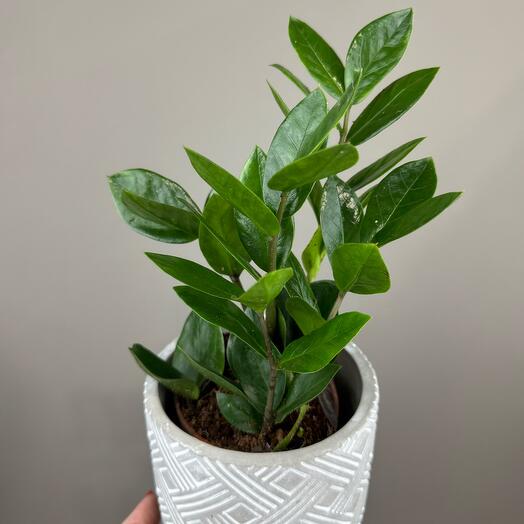 Zamiokulkas in a ceramic planter