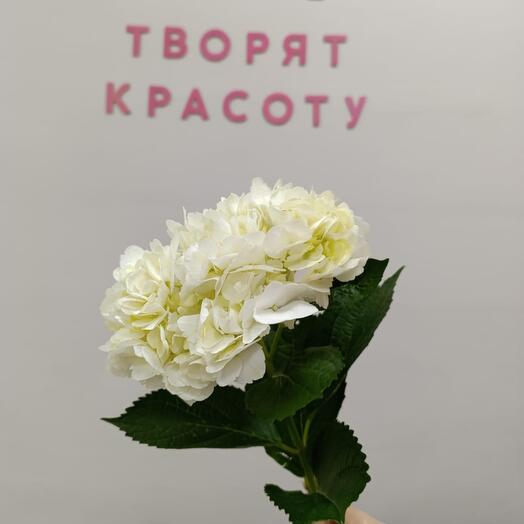 Гортензия