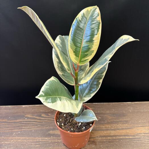 Ficus