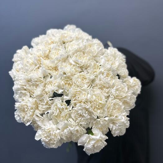 White carnations (Dianthus)