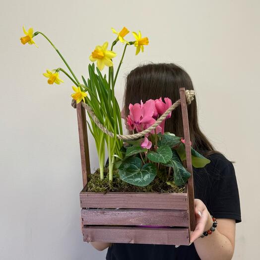 Ящик с первоцветами нарциссы, цикломен