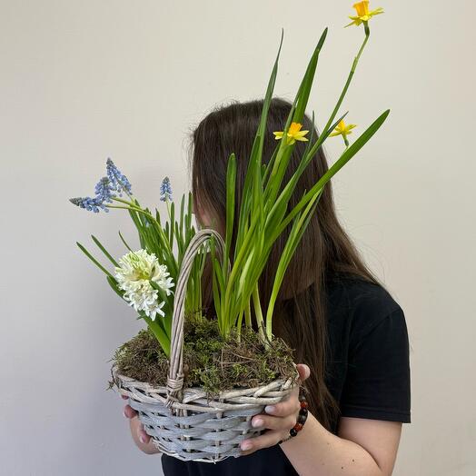 Корзина Луковичных Первоцветов нарцисс, гиацинт, мускари