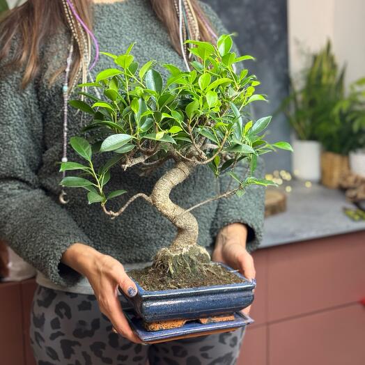 Бонсай фикус Ретуса в керамике (ficus Retusa)
