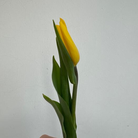 Желтый тюльпан