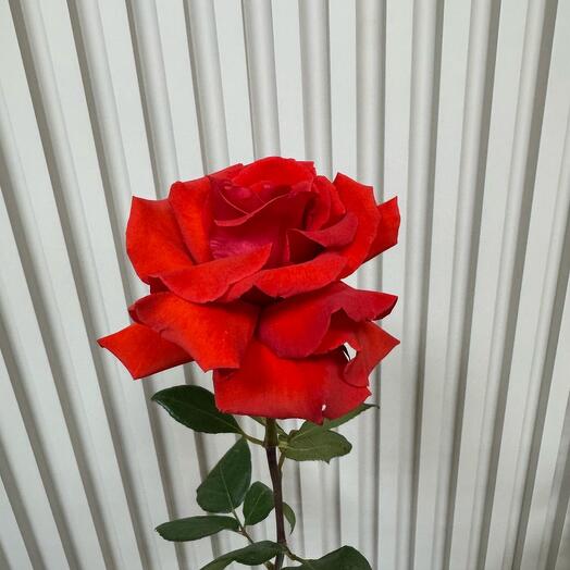 Фоанцузская роза