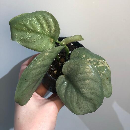 Сциндапсус Платинум