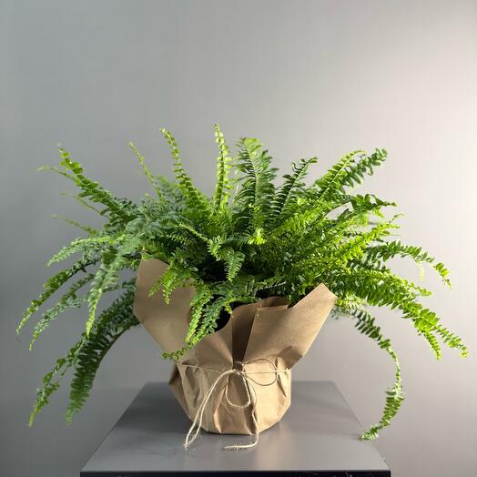 Комнатное растение «папоротник»