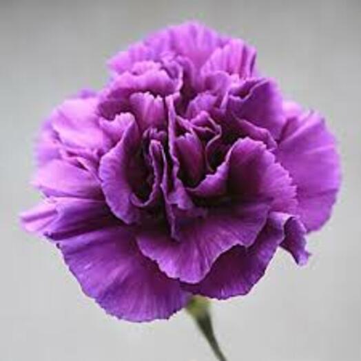 Carnation purple