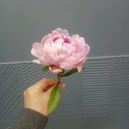 Пионы цвет розовый