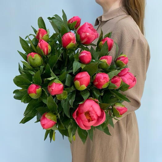 11 Коралловых пионов