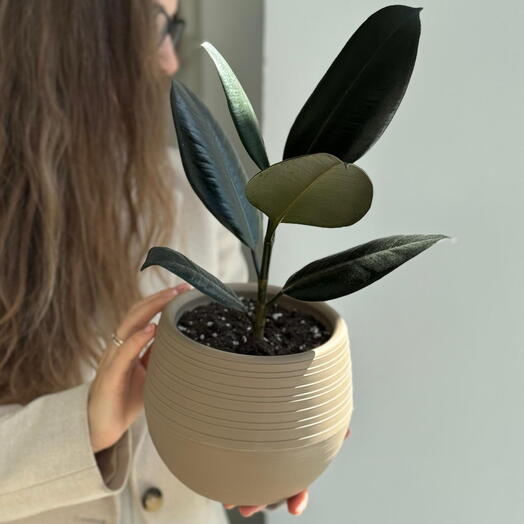 Фикус Абиджан ( пересаженный в кашпо)