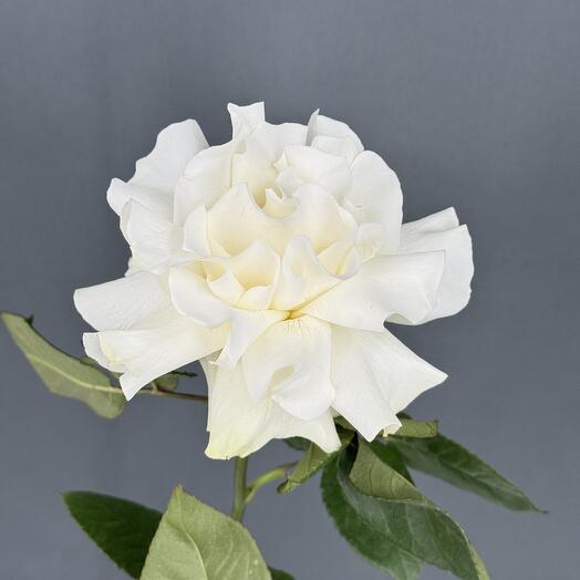 Французская белая Роза