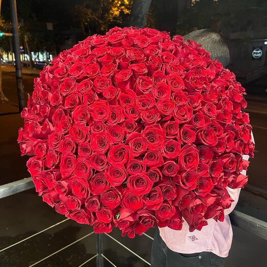 200 dutch rose