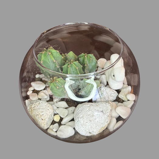 Composición con cactus y conejito