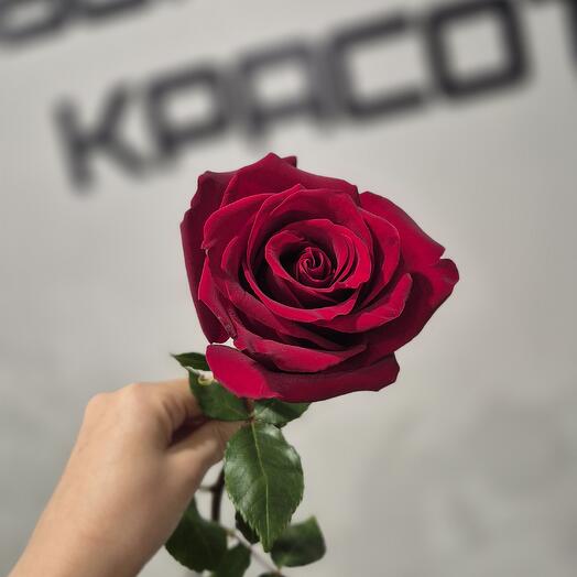 Роза красная