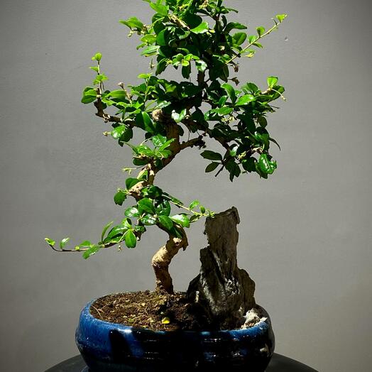 Бонсай Кармона в синем кашпо