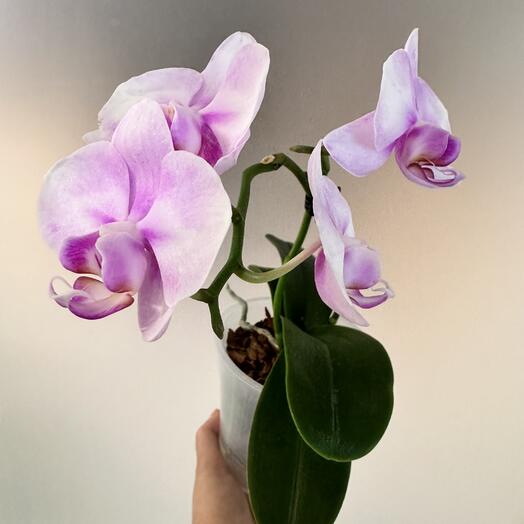 Фаленопсис Сакура Phal. Miki Sakura  Splash  (цветёт)