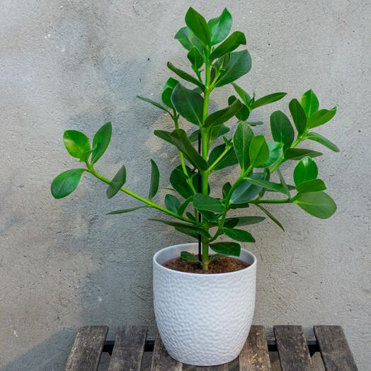 Clusia in a white pot