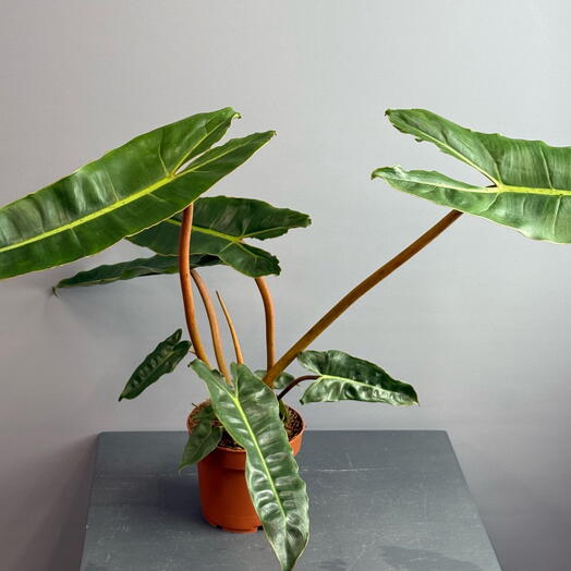 Сортовой филодендрон ☘️