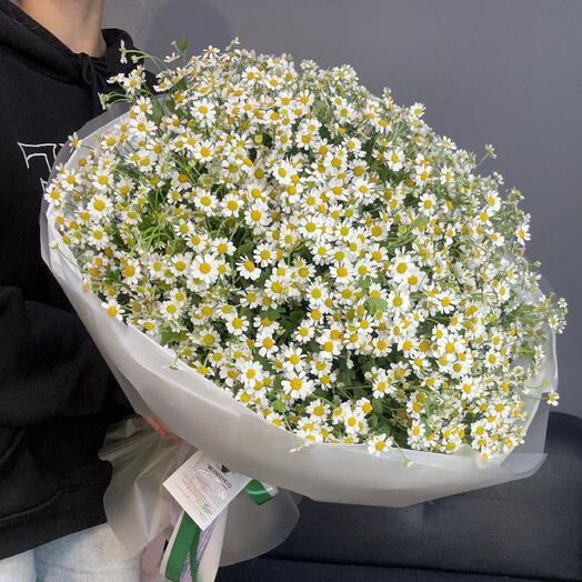 Огромный роскошный букет из премиум 51 кустовой Матрикарии