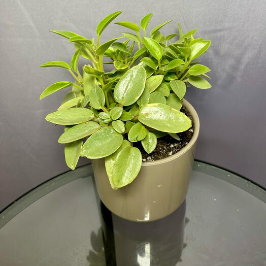 Пеперомия Пикси Лайм