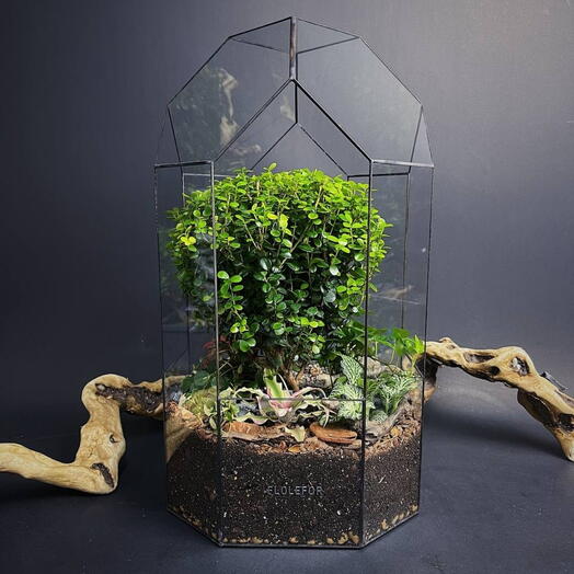 Флорариум с мирсиной африканской "Большой бонсай"