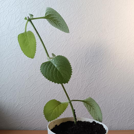 Комнатное растение , домашняя мята