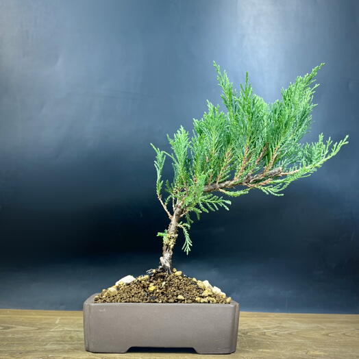 Бонсай Можжевельник, 30см, 7 лет