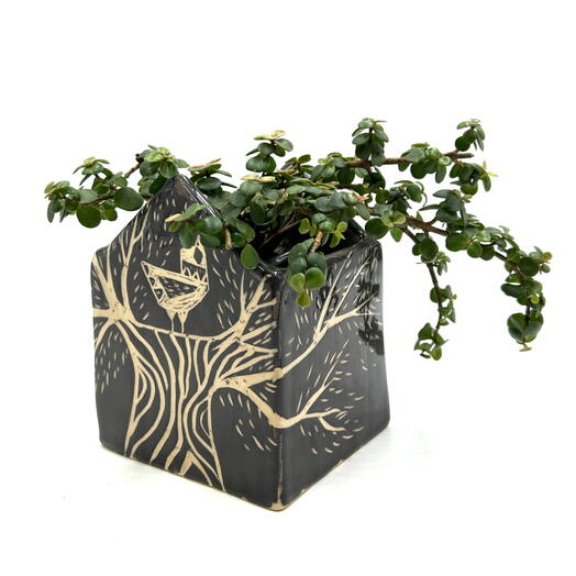 Портолукария ( Portulacaria Afra) в керамическом кашпо