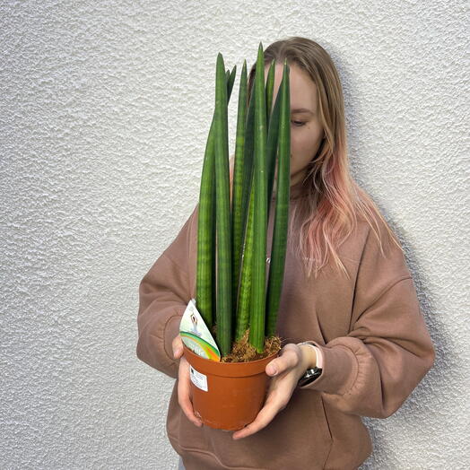 Cансевиерия цилиндрическая (Sansevieria cylindrica)