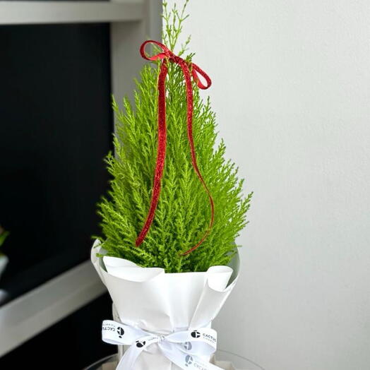 Ель в горшке