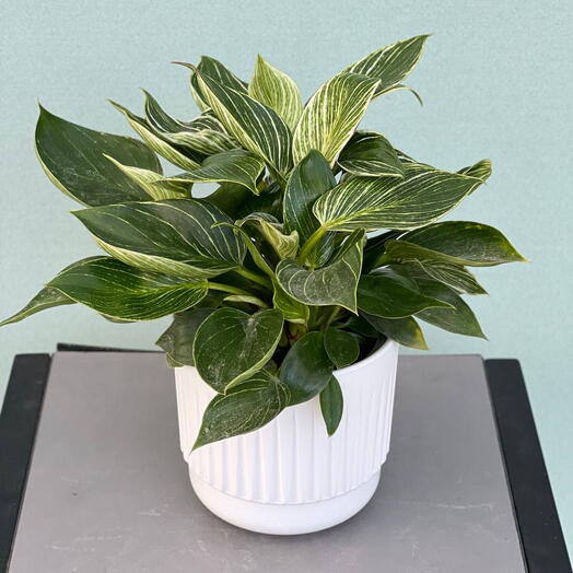 PHILODENDRON BERKIN