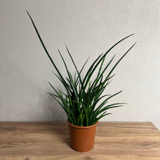 Сансевиерия Фернвуд