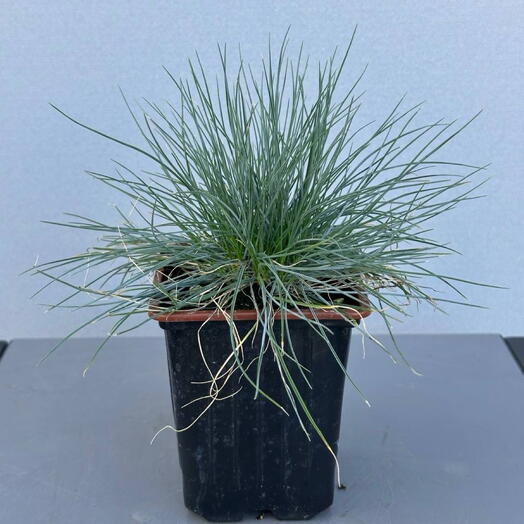 Фестука (FESTUCA GLAUCA)