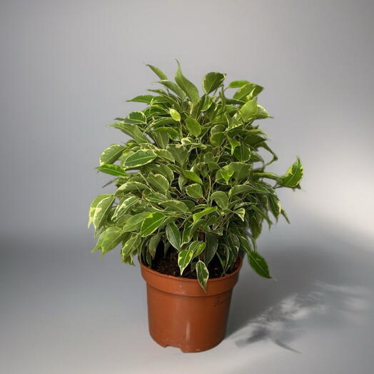 Фикус Kinky (Ficus)