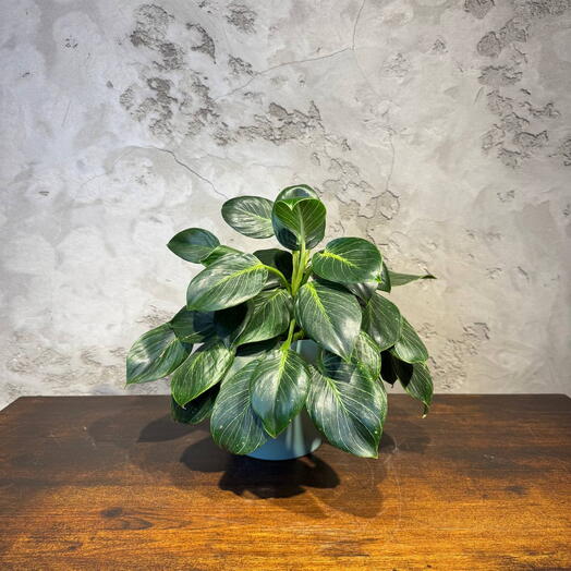 Филодендрон Биркин