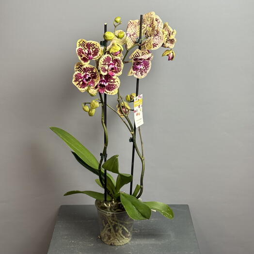 Орхидея 2 ствола - яркой тропической расцветки