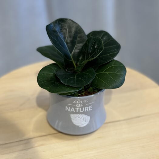 Фикус лирата Бомбино в керамическом горшке(gray)